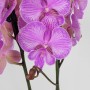 Phalaenopsis 2 száras 