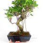 Ficus retusa 