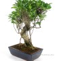 Ficus retusa 