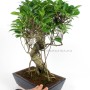 Ficus retusa 