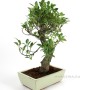 Ficus retusa - 45-50 cm magasságú Fikusz bonsai (25S)