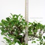 Ficus retusa - 45-50 cm magasságú Fikusz bonsai (25S)
