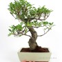 Ficus retusa - 45-50 cm magasságú Fikusz bonsai (25S)