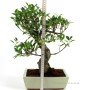 Ficus retusa - 45-50 cm magasságú Fikusz bonsai (25S)