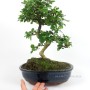 Carmona macrophylla - Borágófa bonsai