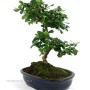 Carmona macrophylla - Borágófa bonsai