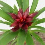 Guzmania Sky