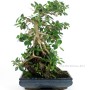 Ficus panda bonsai 01.