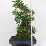 Ficus panda bonsai 01.