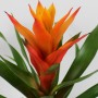 Bromelia 06.