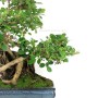 Ficus panda bonsai 02.