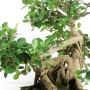 Ficus panda bonsai 02.