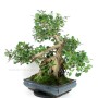 Ficus panda bonsai 02.