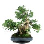 Ficus panda bonsai 02.