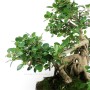 Ficus panda bonsai 02.