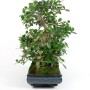 Ficus panda bonsai 02.