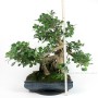 Ficus panda bonsai 02.