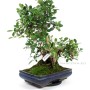 Ficus panda bonsai 03.