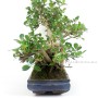 Ficus panda bonsai 03.