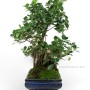 Ficus panda bonsai 03.