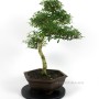 Beltéri bonsai - Serissa foetida 01.