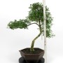 Beltéri bonsai - Serissa foetida 01.