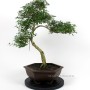 Beltéri bonsai - Serissa foetida 01.