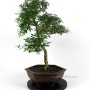 Beltéri bonsai - Serissa foetida 01.