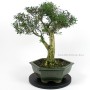 Buxus harlandii bonsai 12.