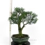 Buxus harlandii bonsai 12.