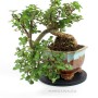 Nagy méretű félkaszkád Elefántcserje - Portulacaria afra bonsai