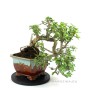 Nagy méretű félkaszkád Elefántcserje - Portulacaria afra bonsai