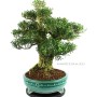 Buxus harlandii bonsai 28.