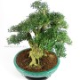 Buxus harlandii bonsai 28.