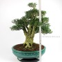 Buxus harlandii bonsai 28.