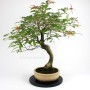 Hamelia patens bonsai