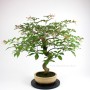 Hamelia patens bonsai