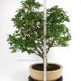 Plinia cauliflora bonsai