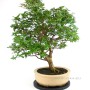 Plinia cauliflora bonsai