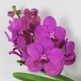 Vanda Tayanee cerise 