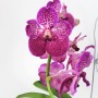 Vanda Sunanda Lipstik