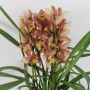 Cymbidium 3 virágszáras 