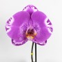 Phalaenopsis  Singolo