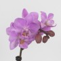 Phalaenopsis mini kerámia kaspóval