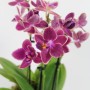 Phalaenopsis hybrid 01.