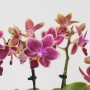 Orchidea beültetés csónak alakú kaspóban 03.