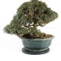 Trachelospermum asiaticum bonsai 07.