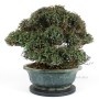 Trachelospermum asiaticum bonsai 07.