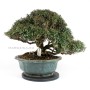 Trachelospermum asiaticum bonsai 07.