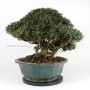 Trachelospermum asiaticum bonsai 07.